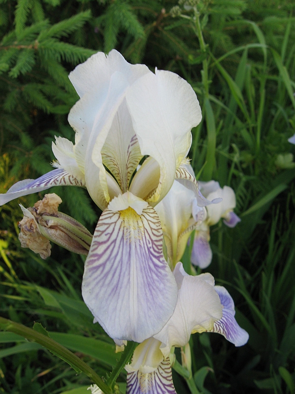 Image of genus Iris specimen.