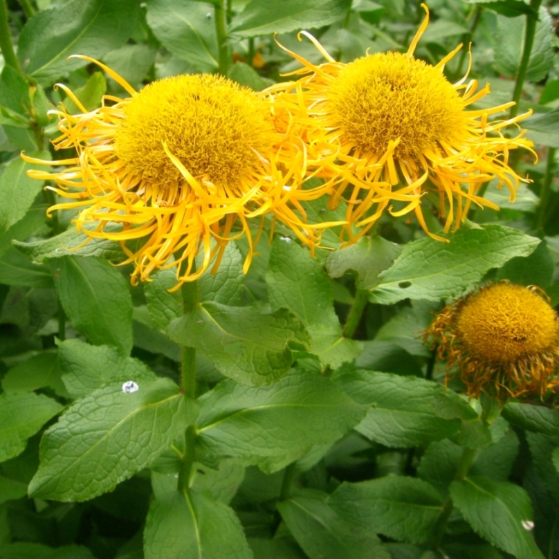 Изображение особи Inula grandiflora.