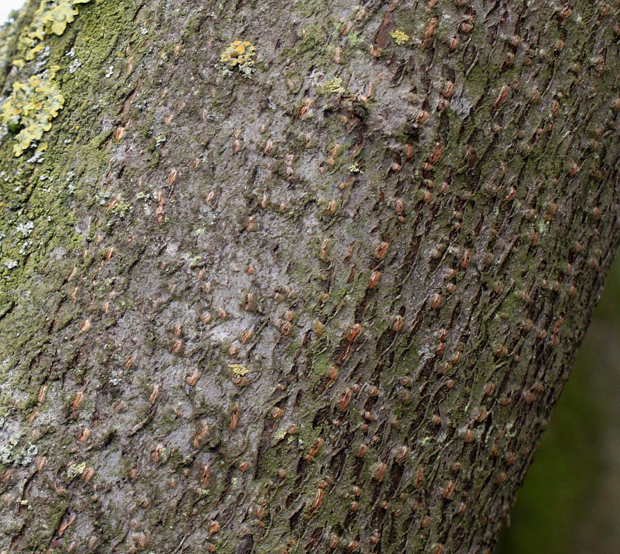 Image of Padus avium ssp. pubescens specimen.