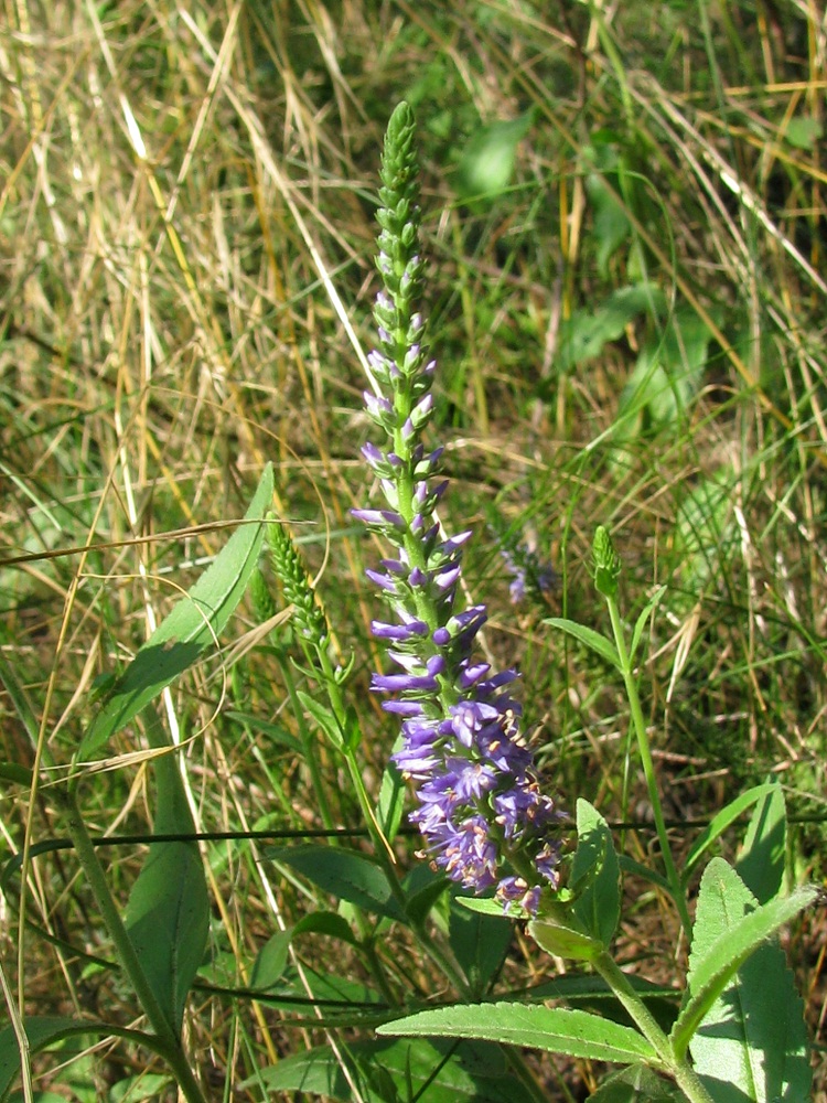 Изображение особи Veronica spicata.