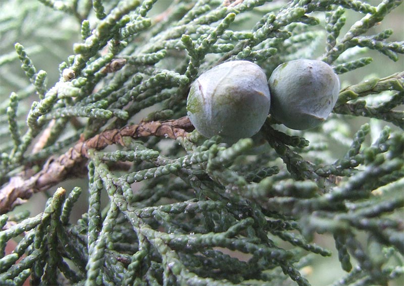 Image of Juniperus polycarpos specimen.