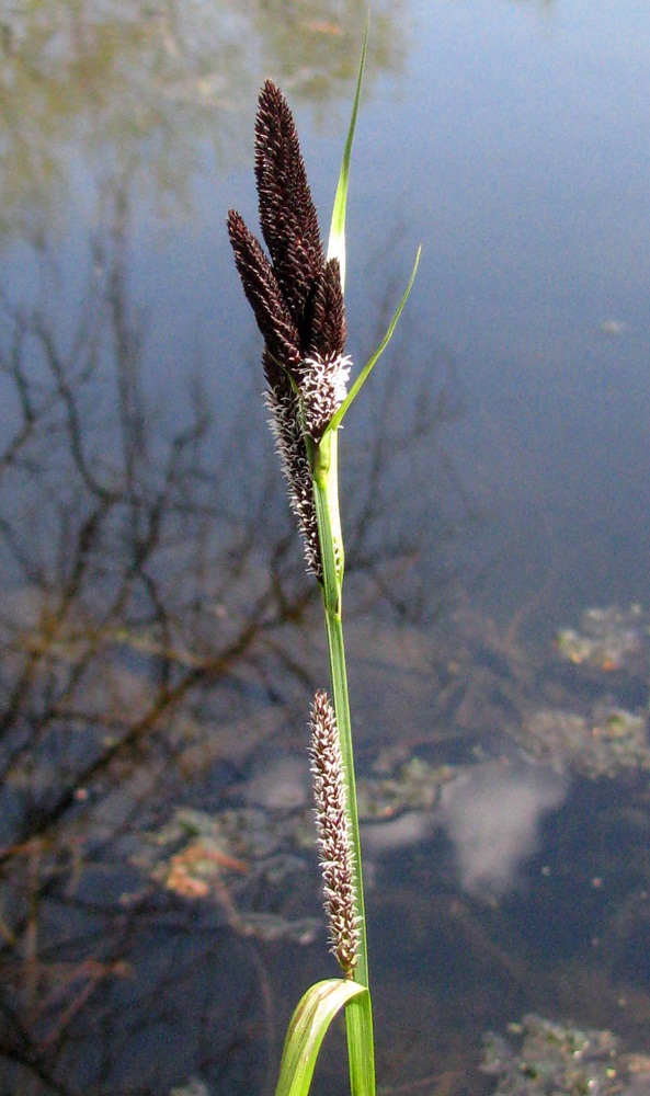 Изображение особи Carex riparia.