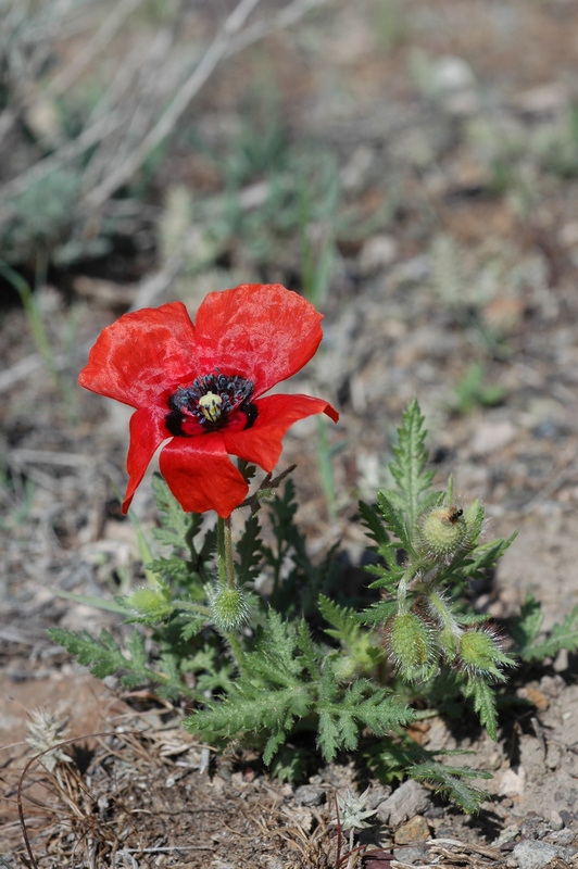 Image of Papaver pavoninum specimen.