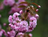 Prunus serrulata
