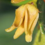 Vincetoxicum maeoticum. Цветок. Ростовская обл., Неклиновский р-н, Андреево-Мелентьевское с/п, балка Сухая. 21.05.2013.