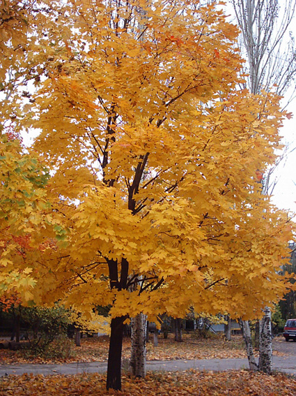 Image of Acer platanoides specimen.