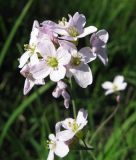 genus Cardamine