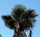Trachycarpus fortunei. Верхушка плодоносящего растения. Крым, Ялта, в городском озеленении. 20.05.2013.
