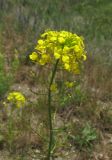 Sisymbrium loeselii. Соцветие с цветками и завязавшимися плодами. Крым, Белогорский р-н, окр. с. Земляничное, у дороги. 31 мая 2013 г.