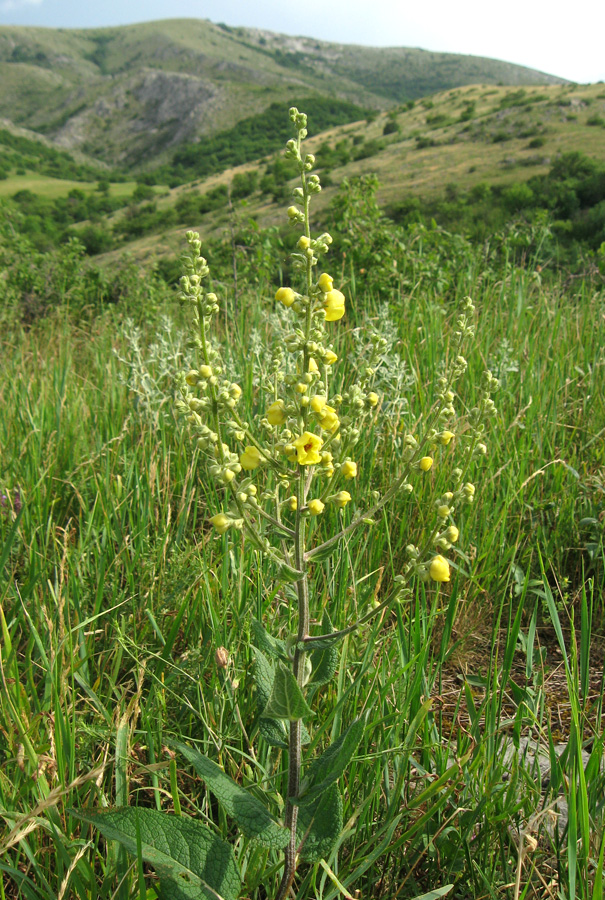 Изображение особи Verbascum marschallianum.