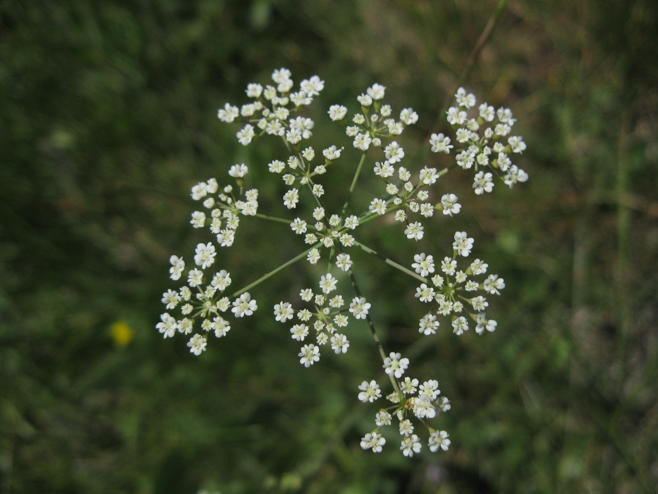 Изображение особи Gongylosciadium falcarioides.