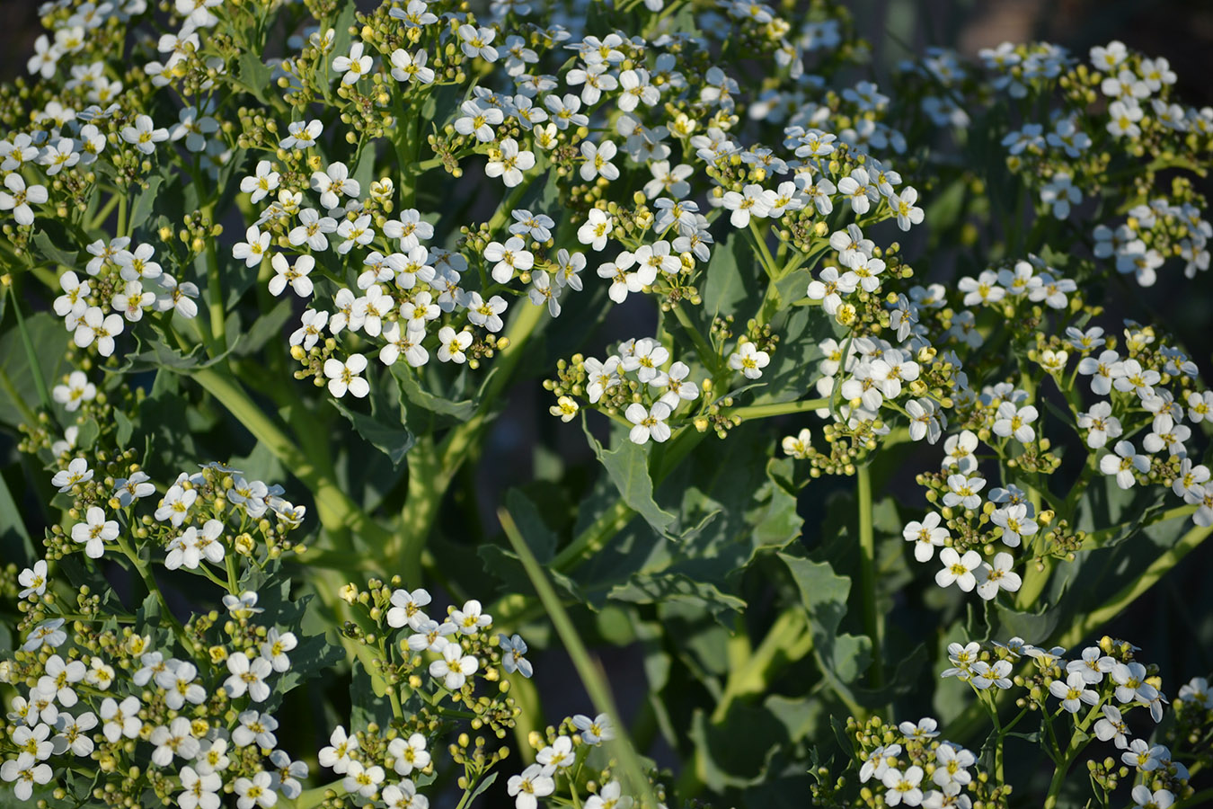 Изображение особи Crambe maritima.