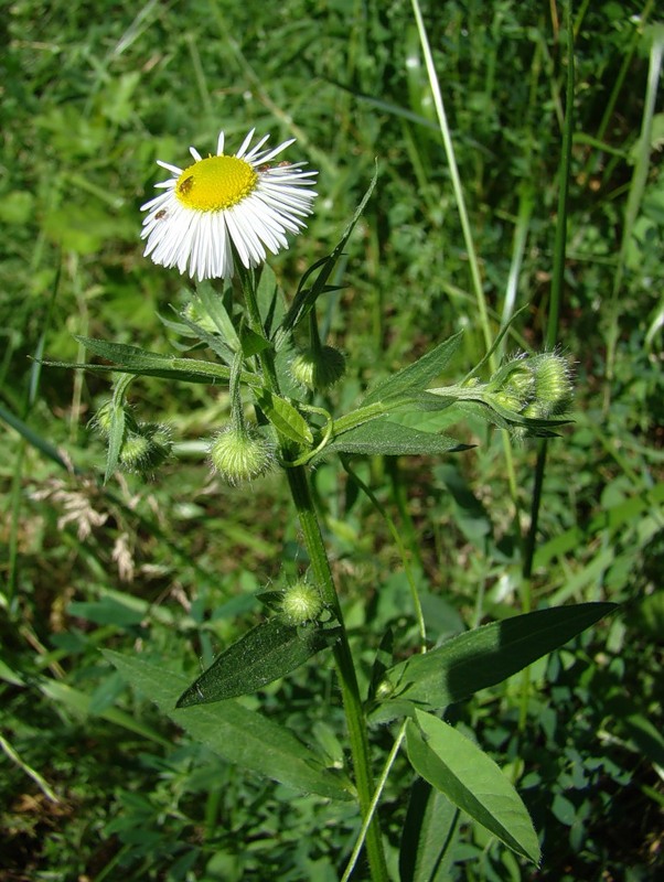 Image of Erigeron annuus specimen.