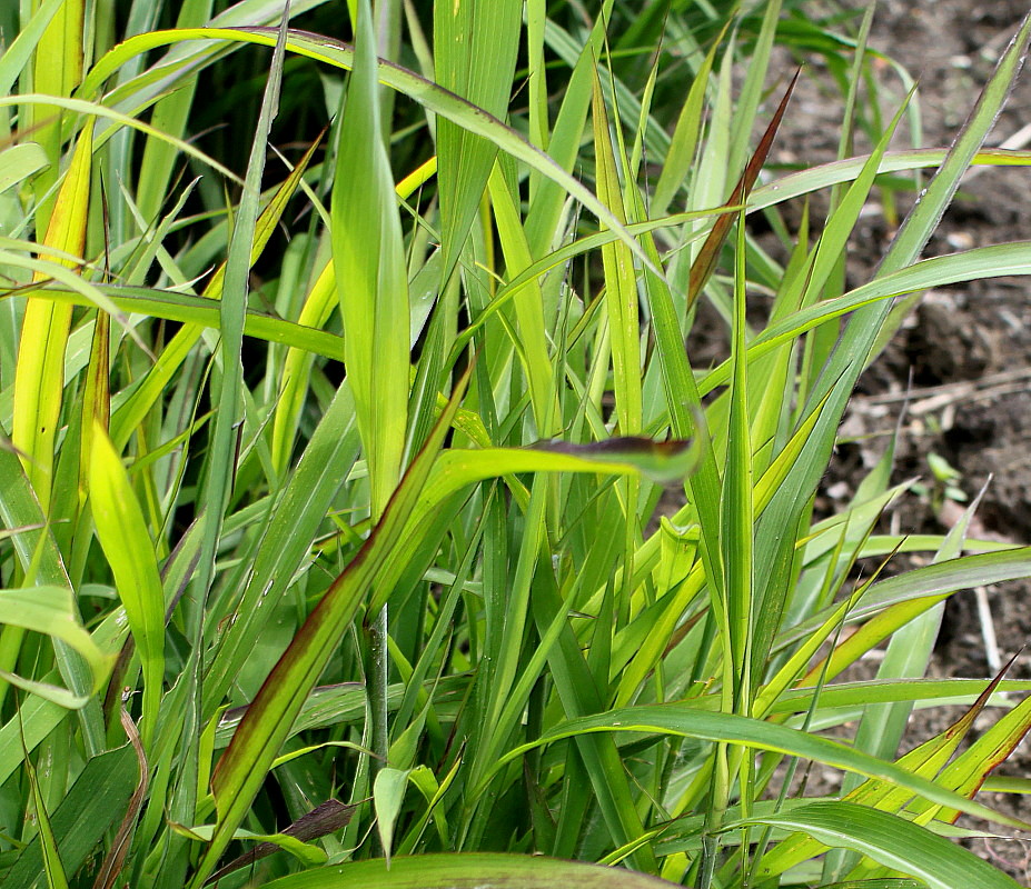 Image of Spodiopogon sibiricus specimen.