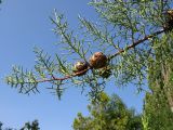 Cupressus arizonica