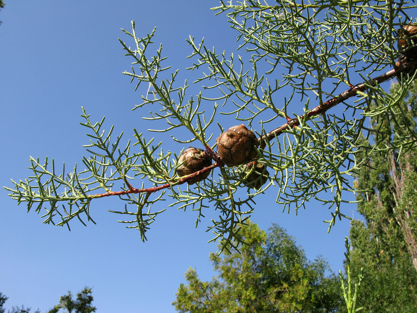 Изображение особи Cupressus arizonica.