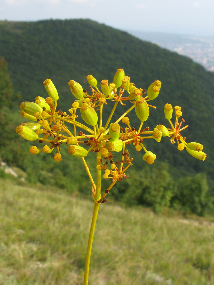 Image of Ferulago galbanifera specimen.