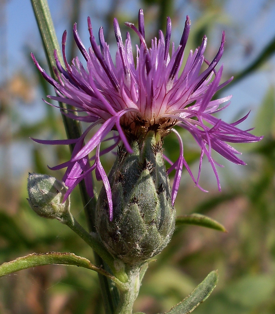 Image of Centaurea adpressa specimen.