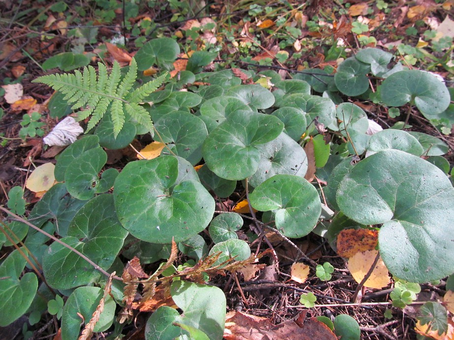 Изображение особи Asarum europaeum.