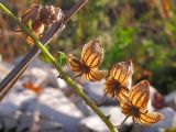 Helianthemum ovatum. Часть побега с соплодием. Краснодарский край, Крымский р-н, окр. ст. Н-Баканская, каменистый склон горы, опушка широколиственного леса. 22.09.2013.