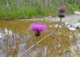 Cirsium heterophyllum