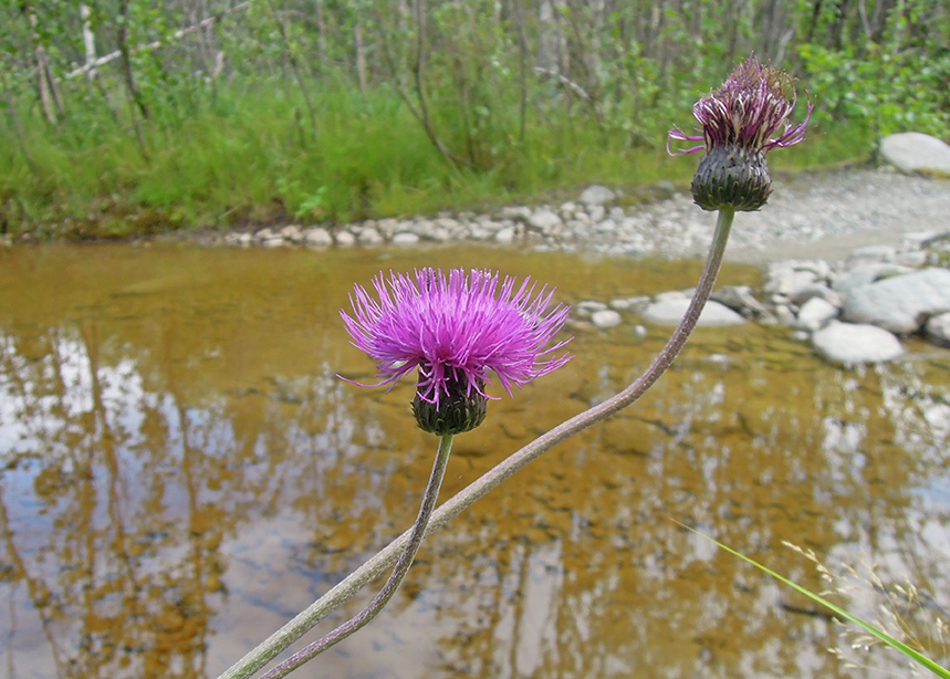 Изображение особи Cirsium heterophyllum.