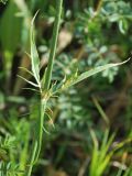 Dipsacus dipsacoides