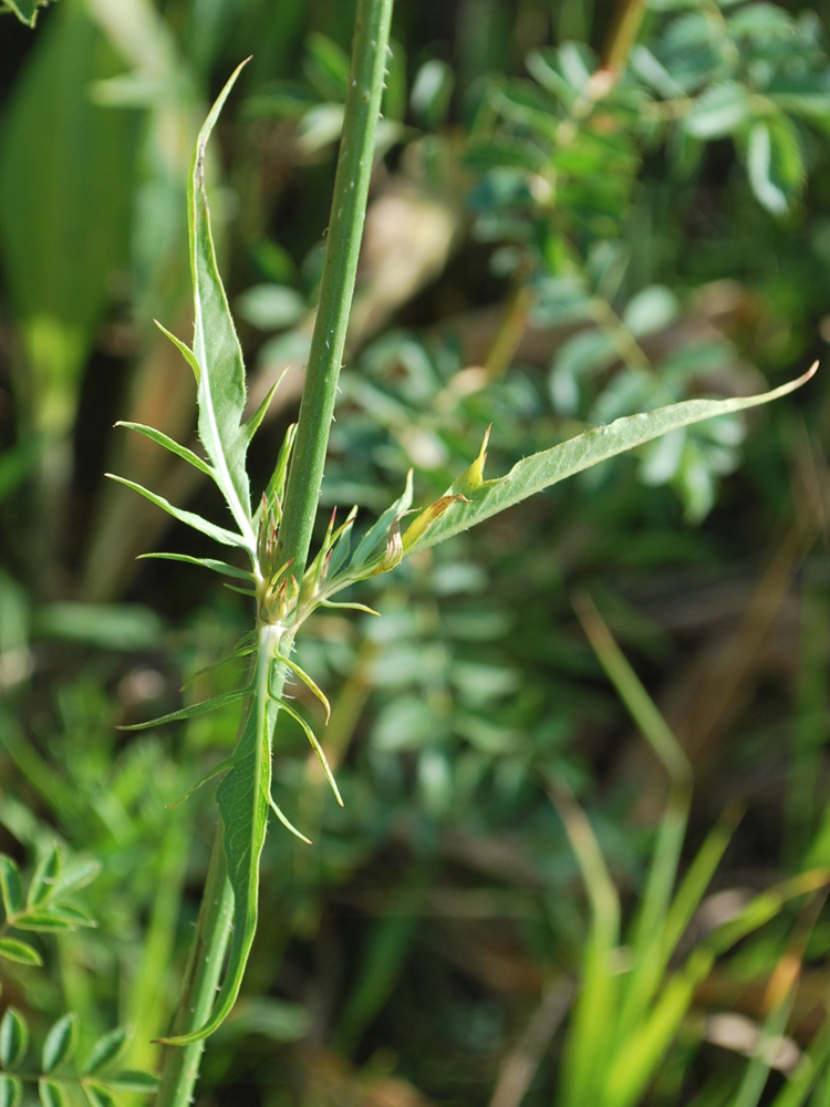 Изображение особи Dipsacus dipsacoides.