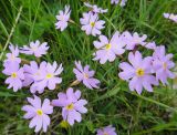 Primula nutans