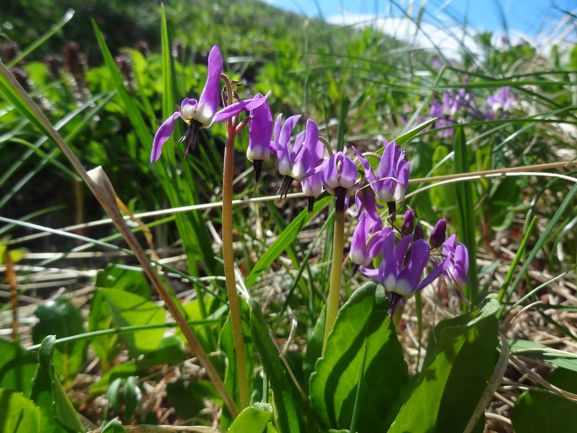 Image of Dodecatheon frigidum specimen.