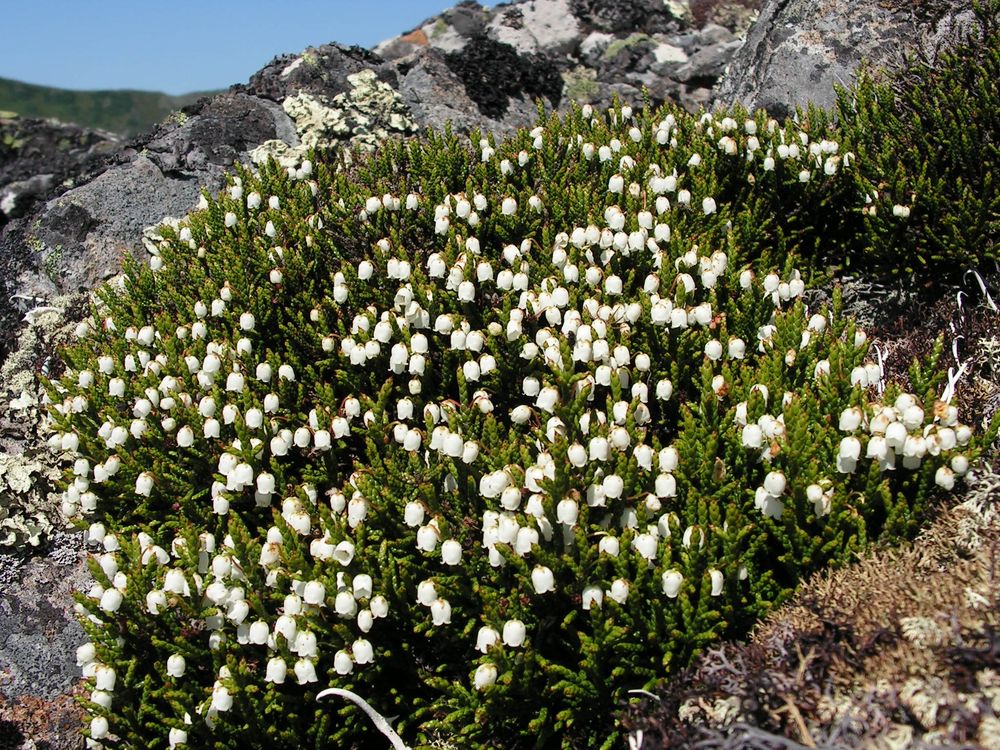 Изображение особи Cassiope redowskii.