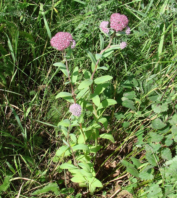 Изображение особи Hylotelephium triphyllum.