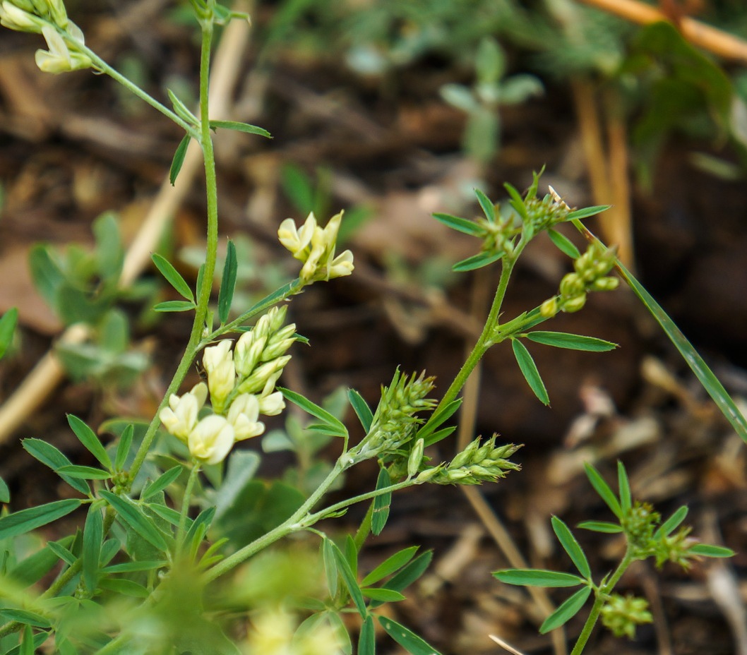 Image of Medicago &times; varia specimen.