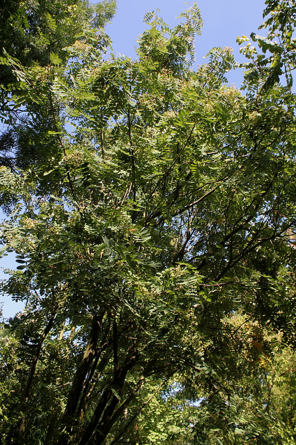Изображение особи род Sorbus.