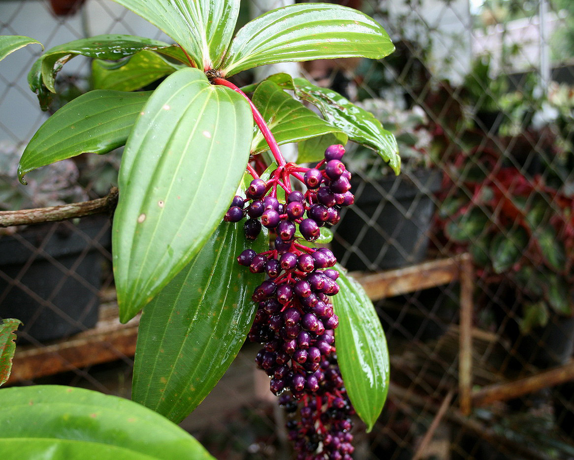 Изображение особи род Medinilla.