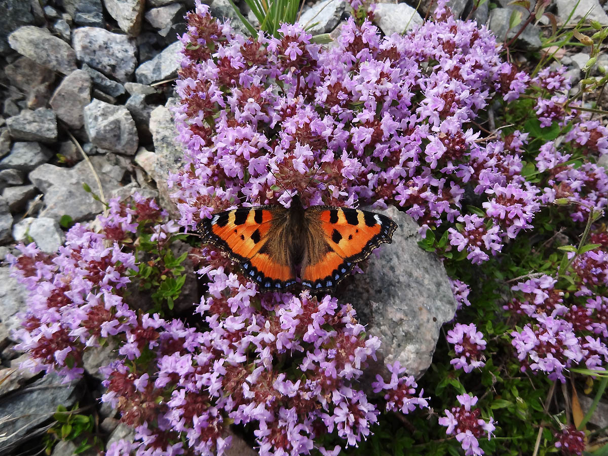 Изображение особи Thymus seravschanicus.