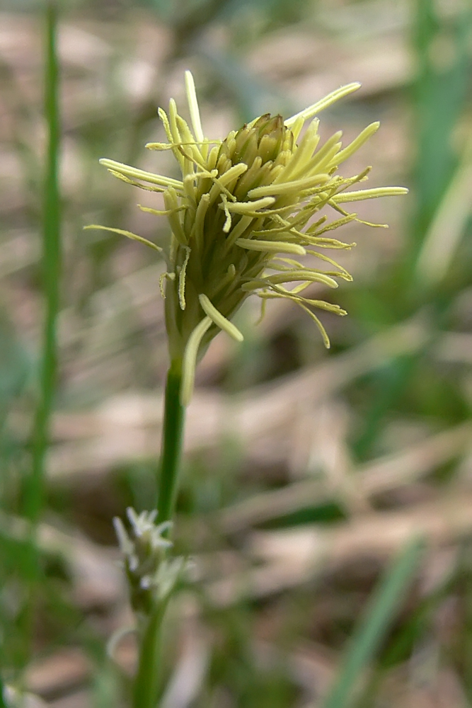 Изображение особи Carex vaginata.