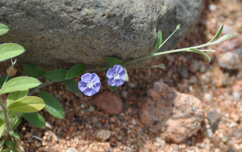 Image of Evolvulus alsinoides specimen.