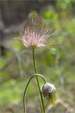 Pulsatilla pratensis