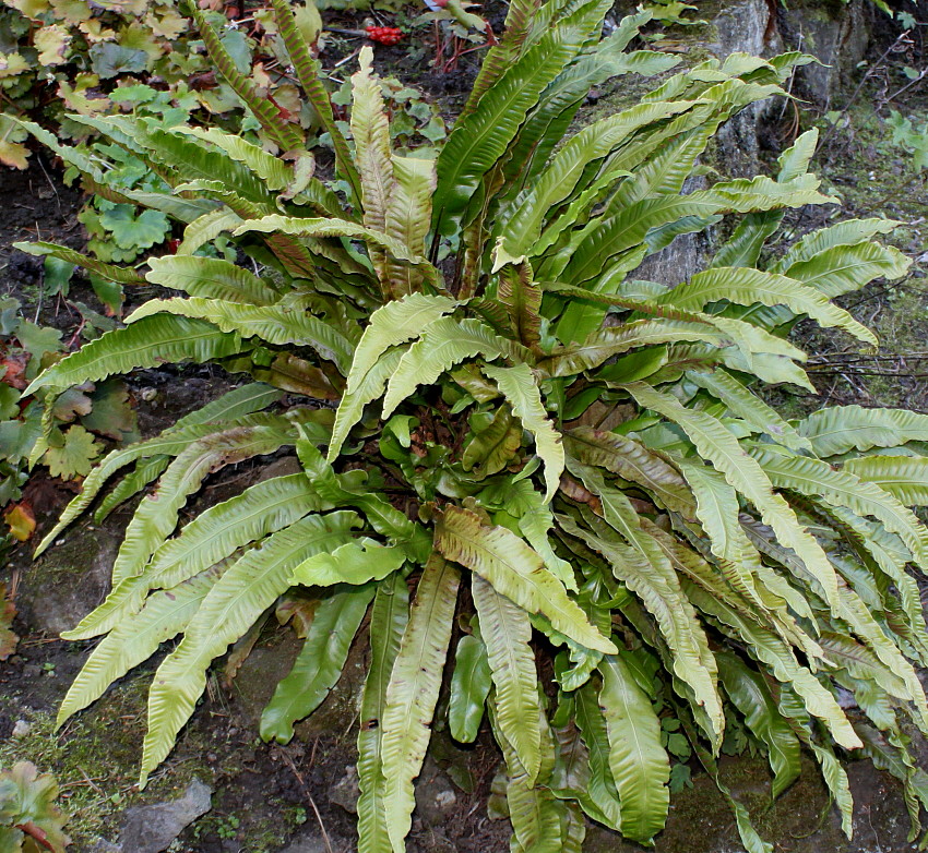 Изображение особи Phyllitis scolopendrium.