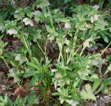 Helleborus caucasicus. Цветущее растение. Германия, г. Кемпен, в парке. 23.02.2014.