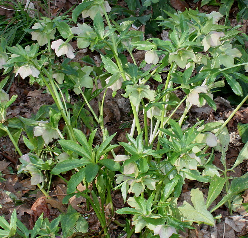 Image of Helleborus caucasicus specimen.