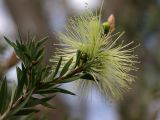 Callistemon viridiflorus. Верхушка ветви с соцветием. Австралия, о. Тасмания, национальный парк \"Крэдл Маунтин\". 02.03.2009.