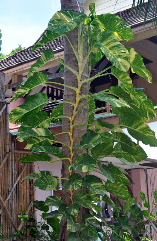 Image of Epipremnum aureum specimen.