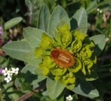Euphorbia agraria. Верхушка растения с кормящимся на соцветии мохнатым хрущиком (Pygopleurus vulpes). Украина, г. Запорожье, пос. Солнечный, балка, на склоне. 16.04.2014.
