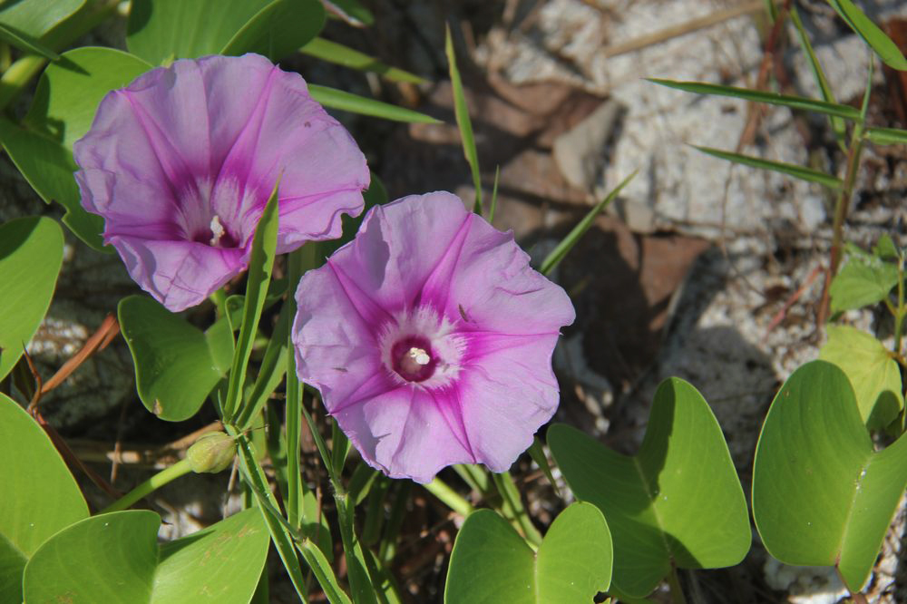 Image of Ipomoea pes-caprae specimen.