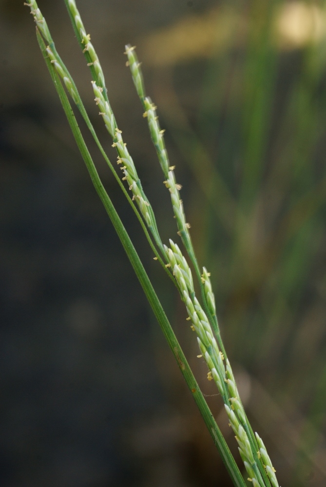 Image of Puccinellia nipponica specimen.