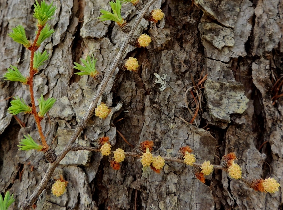 Изображение особи Larix cajanderi.