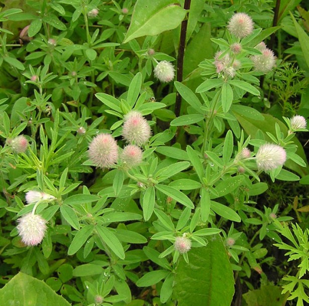 Изображение особи Trifolium arvense.