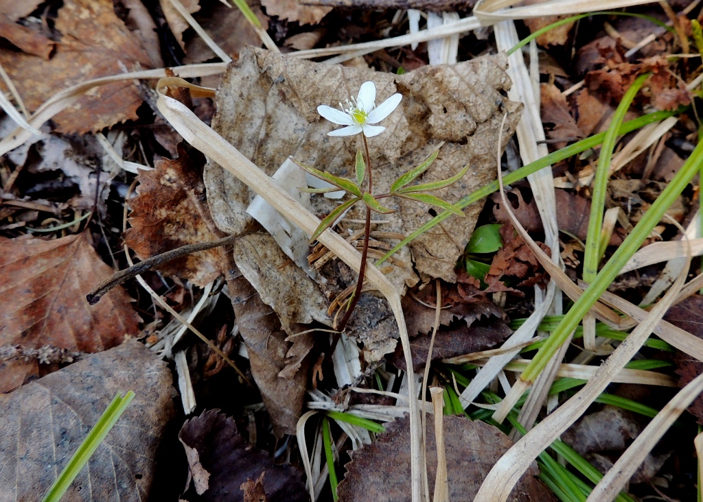 Изображение особи Anemone debilis.